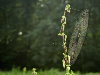 Grafika przedstawiająca pajęczynę na gałęzi drzewa